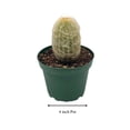 thumbnail image 2 of Silver Torch Cactus Cleistocactus strausii, Snow Pole, Wooly Torch, Snowy Cacti, Similar to Old Man/Old Lady Cactus, Well Rooted Live, 2 of 8