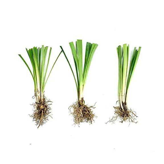 Super Blue Liriope Muscari - 100 Bare Root Plants - Evergreen Ground Cover Grass