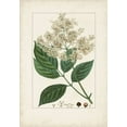 thumbnail image 2 of Turpin  18x24 Black Ornate Wood Framed with Double Matting Museum Art Print Titled - Antique Turpin Botanical V, 2 of 4