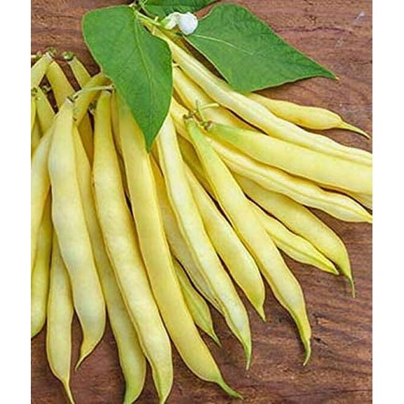 Golden Wax Bean Seeds for Planting | 50  Seeds   | Made in USA, Ships from Iowa. Non-GMO, Heirloom Seeds