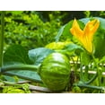 thumbnail image 4 of TomorrowSeeds - Kabocha Squash Seeds - 10+ Count - For 2025 Planting Japanese Pumpkin Green Hokkaido, 4 of 9