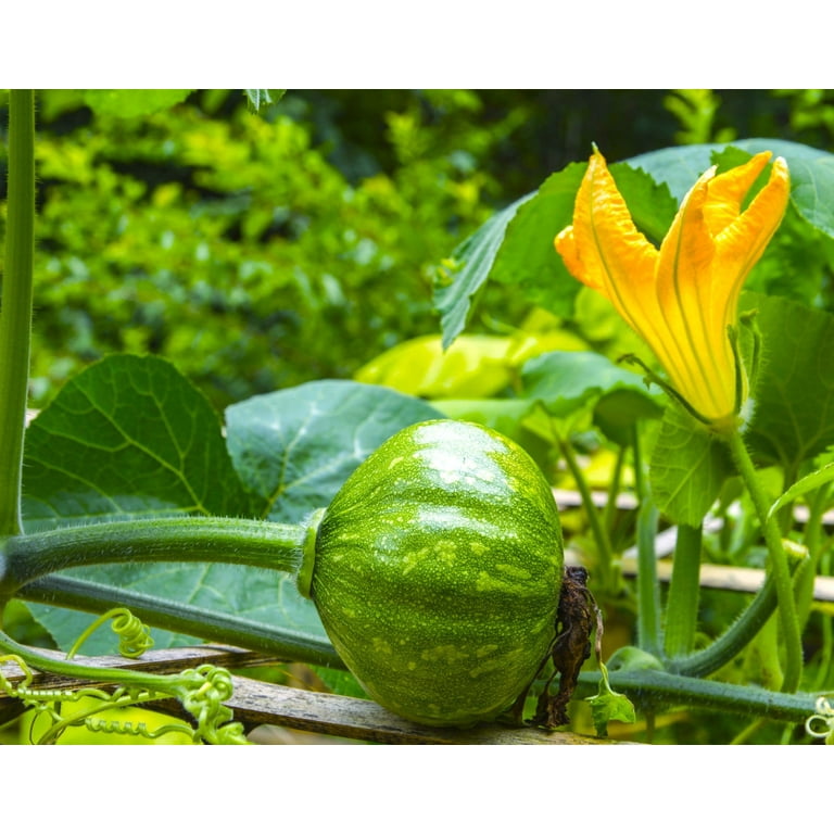 TomorrowSeeds-Kabocha-Squash-