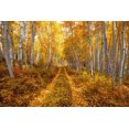 thumbnail image 2 of SMO 32x23 Black Ornate Wood Framed with Double Matting Museum Art Print Titled - Autumn in the Rocky Mountains of Colorado-as Aspen trees turn bright yellow gold, 2 of 4