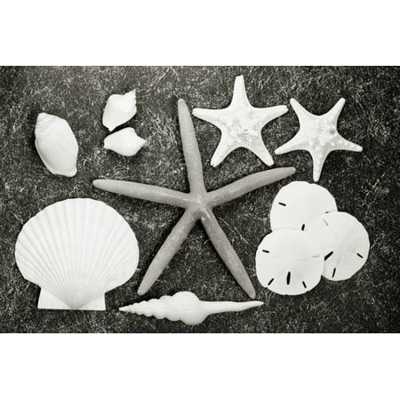 Starfish Photo Shells And Starfish Scatterd On Textured Surface (Sepia Photograph) Canvas Art - Bill Brennan Design Pics (17 x 11) ()