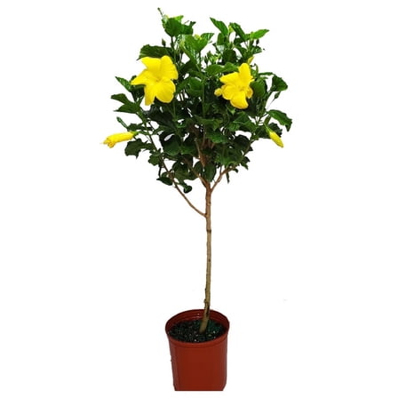 Tropical Plants of Florida 38" to 44" Yellow Hibiscus Tree; Yellow Flower Tree, Full Sunlight