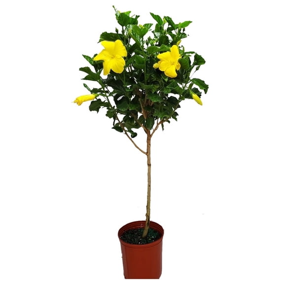 Tropical Plants of Florida 38" to 44" Yellow Hibiscus Tree; Yellow Flower Tree, Full Sunlight