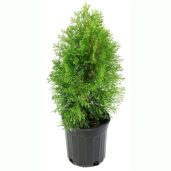 National Plant Network Live Shrub 1 gal Arborvitae 'Green Giant' with Full Sunlight