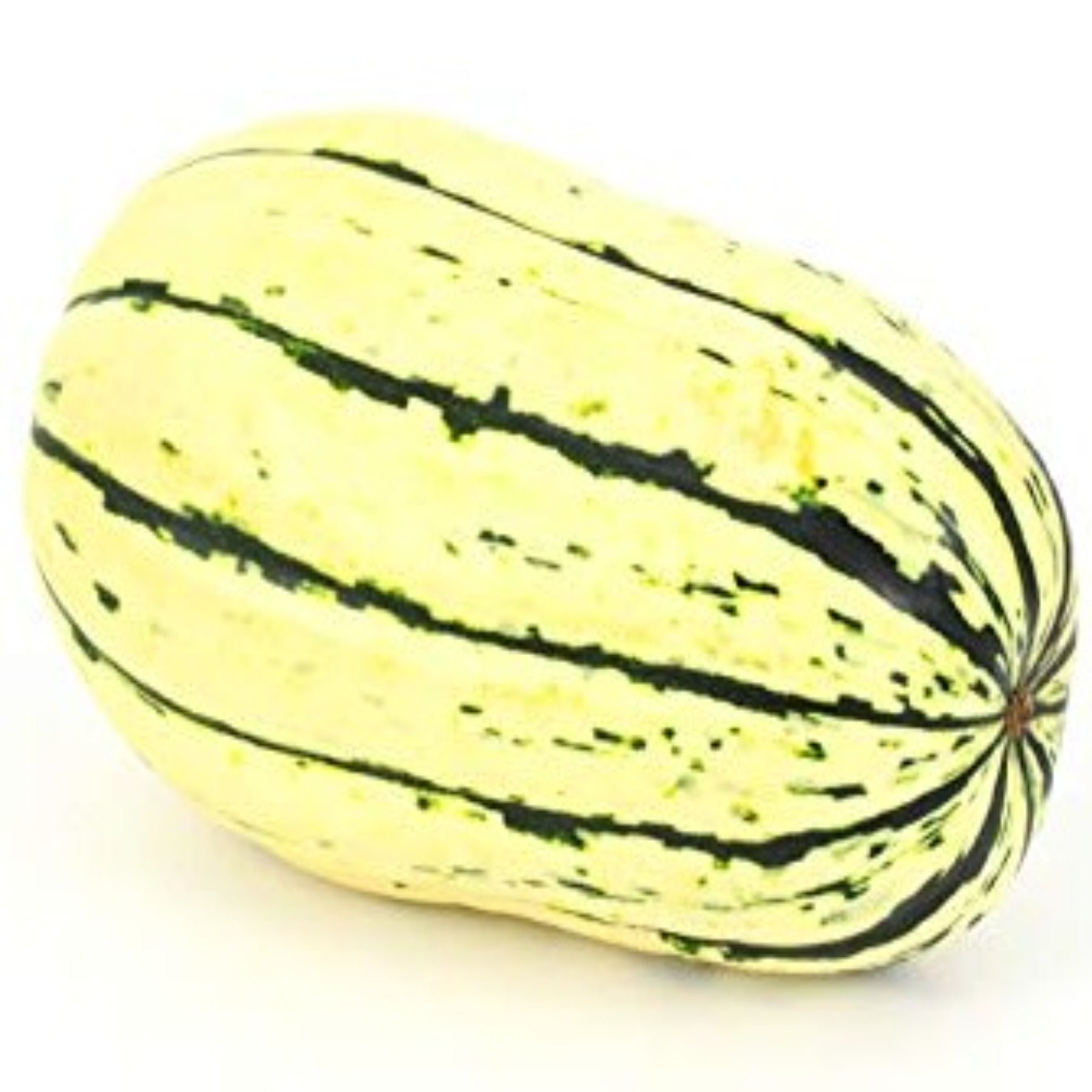 PAPAW'S GARDEN SUPPLY LLC. HELPING THE NEXT GENERATION GROW! Delicata Winter Squash 25 Seeds