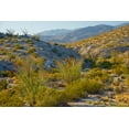thumbnail image 2 of Gavrilis, John 18x13 White Modern Wood Framed Museum Art Print Titled - Desert Ocotillo Landscape, 2 of 4