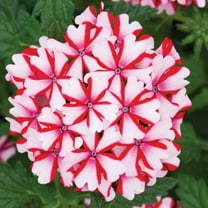50 Candy cane Verbena Seeds
