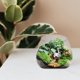 thumbnail image 2 of 1 terrario de micropaisaje, florero de vidrio, botellas microecológicas, florero para plantas suculentas, recipiente de vidrio para flores (transparente), 2 of 6