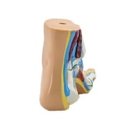Foot Anatomical Model, Human Anatomical Foot Model, Normal Flat Arched Foot Model with Muscles, Ligaments