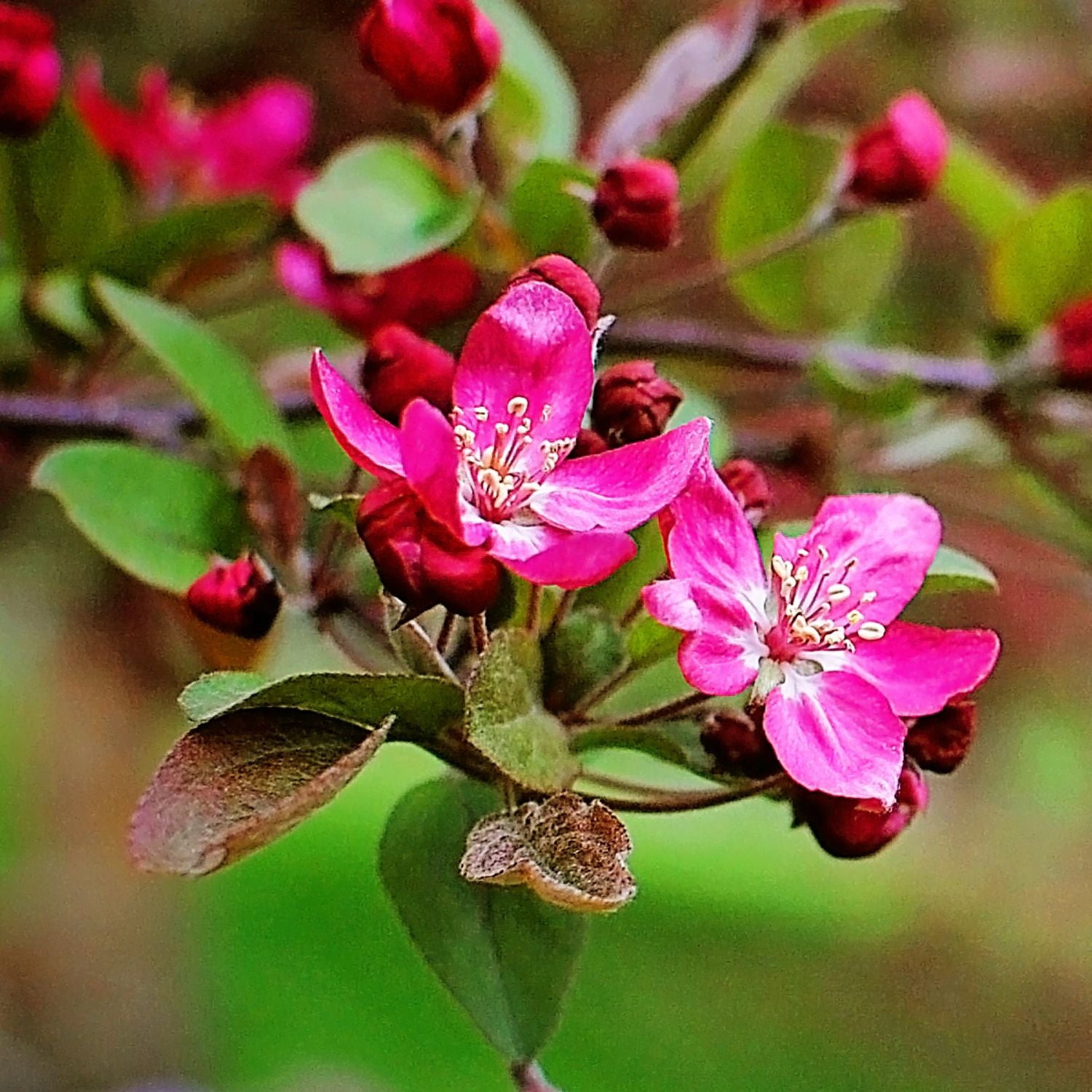 Expert Gardener 3–4 Ft Tall Summer Wonder Crabapple Live Tree in 7-Gallon Pot