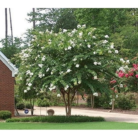 Natchez White Crape Myrtle Tree - Live Plant - ( 1 QT )