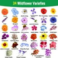 thumbnail image 2 of 10000+ Mix Wildflower Seeds Bulk Package MVR1&nbsp;34 Varieties Perennial Bulk Packet Seeds for Planting, 90% Pure Live, Attracts Bees, Butterflies, Hummingbirds, Pollinators, Easy to Grow & Maintain, 2 of 3