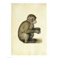 thumbnail image 2 of A Monkey Poster Print by Albrecht Durer, 2 of 2