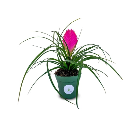 Large Tillandsia Cyanea Pink Quill Air Plants House Plants in 4" Pot