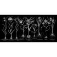 thumbnail image 3 of Besler, Basilius 18x11 Black Modern Framed Museum Art Print Titled - Fritillariae, 3 of 5