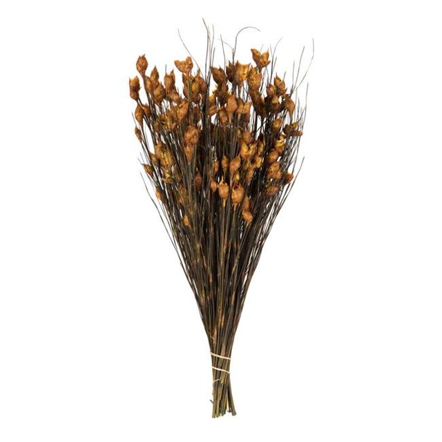 Vickerman H1BFS725 15-20 in. Bell Grass with Aspen Gold Pods