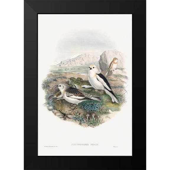 Gould, John 11x14 Black Modern Framed Museum Art Print Titled - The birds of Great Britain-Plestrophanes Nivalis