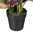 thumbnail image 3 of Vickerman 16" Calathea Roseopicta in Black Pot. This is an aritifical plant in a black plastic pot., 3 of 3