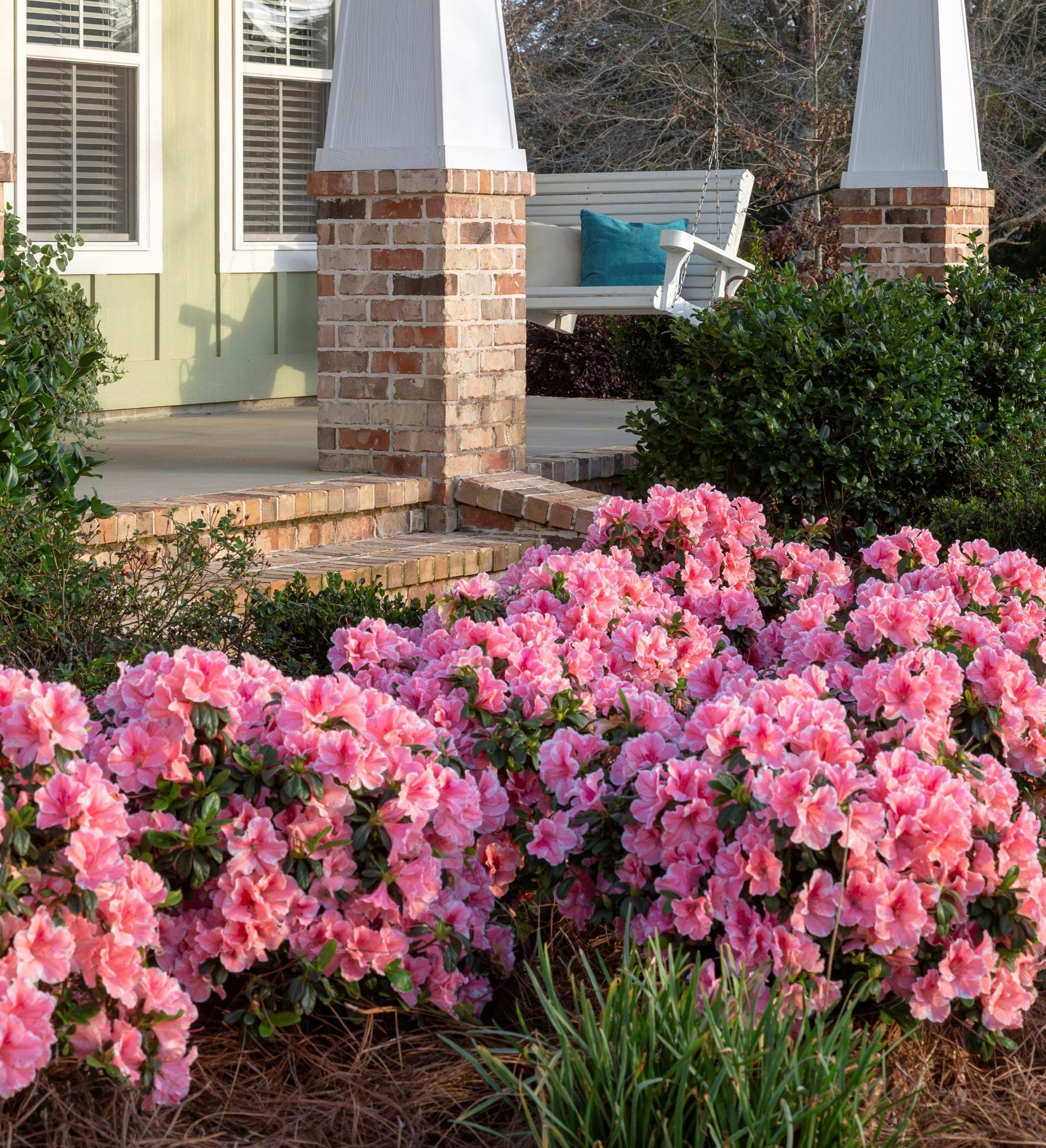 Encore Azalea Autumn Sunburst (1 Gallon) Pink and White Flowering Shrub - Full Sun Live Outdoor Plant