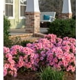 thumbnail image 4 of Encore Azalea Autumn Sunburst (1 Gallon) Pink and White Flowering Shrub - Full Sun Live Outdoor Plant, 4 of 10