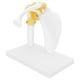 thumbnail image 4 of Modelo de Articulació del Hombro, Modelo Flexible de Omplato para el Hombro Ambiental para la enseñanza para la exposición del modelo del modelo para la explicación del paciente, 4 of 7