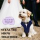 thumbnail image 2 of Traje formal de perro para uso diario con pajarita para mascotas pequeñas, 2 of 6