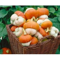 Tiny Turks Turban Pumpkin Seeds for Planting (5 Seeds) - Curious Mini Gourd Seeds