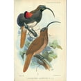 thumbnail image 2 of Smit, Joseph 22x32 White Modern Wood Framed Museum Art Print Titled - Sicklebill, Bird of Paradise, 2 of 4