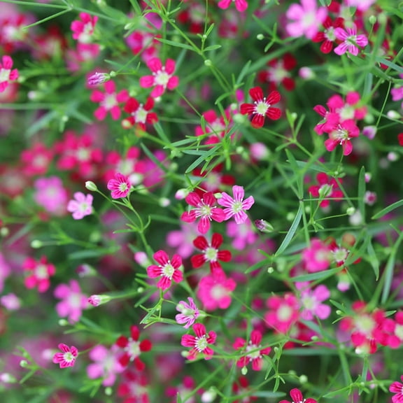 Gypsy Series Gypsophila Garden Seeds (Baby's Breath) - Deep Rose - 500 Seeds - Annual Flower Gardening Seeds