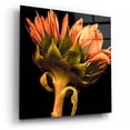 thumbnail image 2 of Epic Art 'Sunflower' by Pamela Plummer, Acrylic Glass Wall Art, 12"x12", 2 of 8