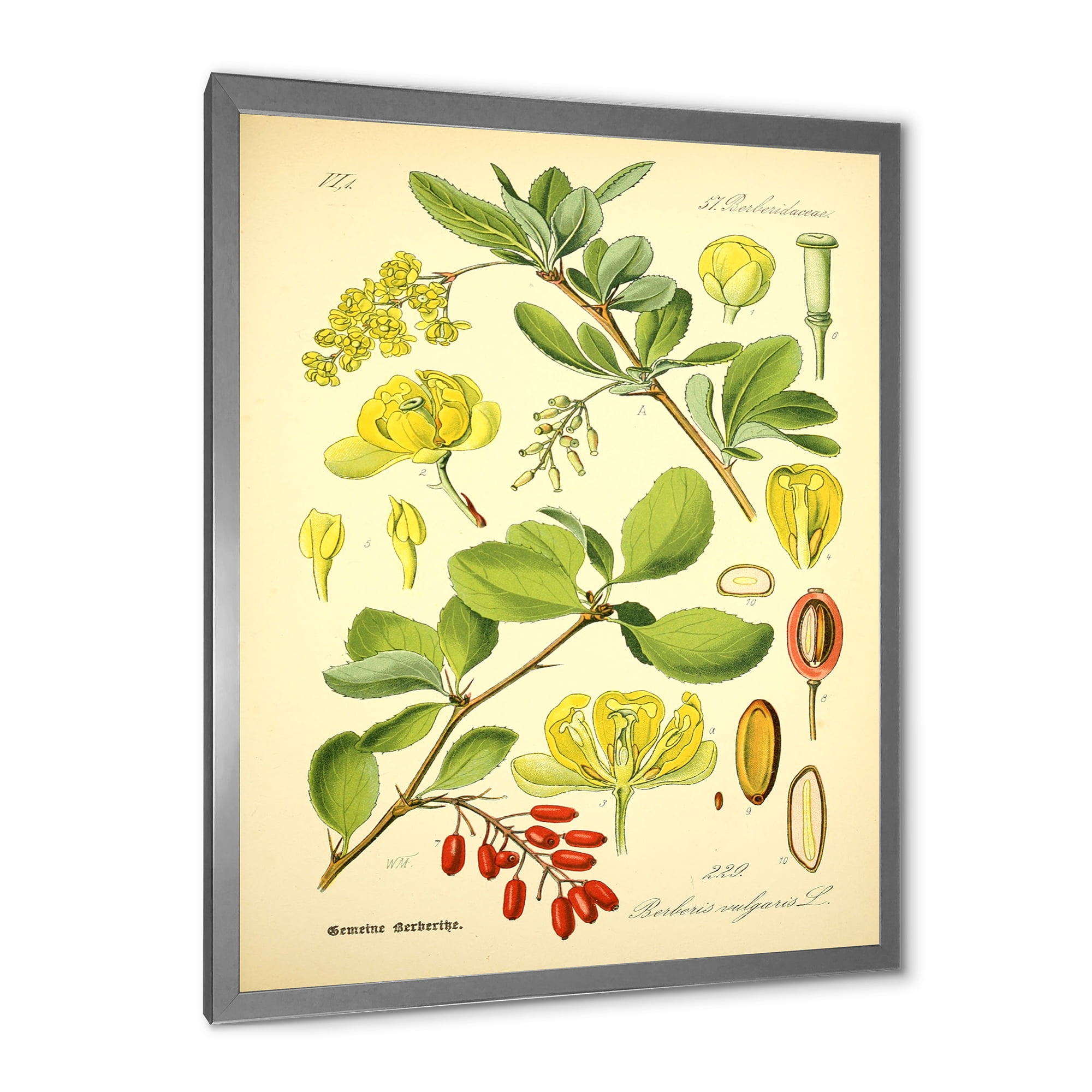 Designart 'Ancient Plant Life II' Traditional Framed Art Print