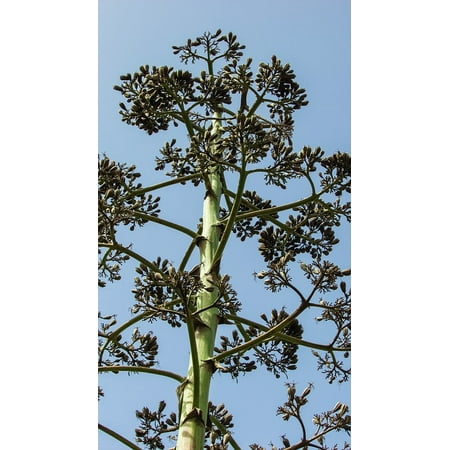 Green Tree Branches Branch Sky Nature Tree Plant-24 Inch By 36 Inch Laminated Poster With Bright Colors And Vivid Imagery-Fits Perfectly In Many Attractive Frames