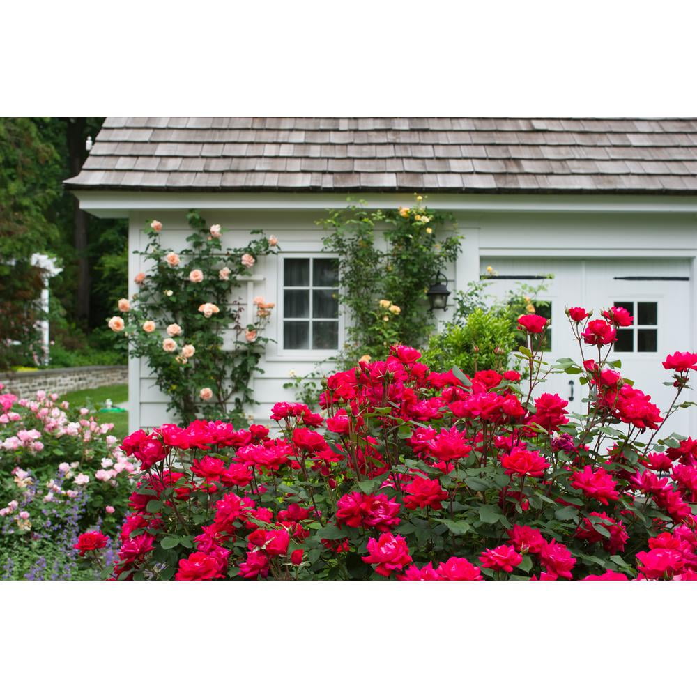 The Knock Out® Family of Roses 'The Red Double Knock Out® Rose' Live Shrub in 1-Gallon Grower Pot