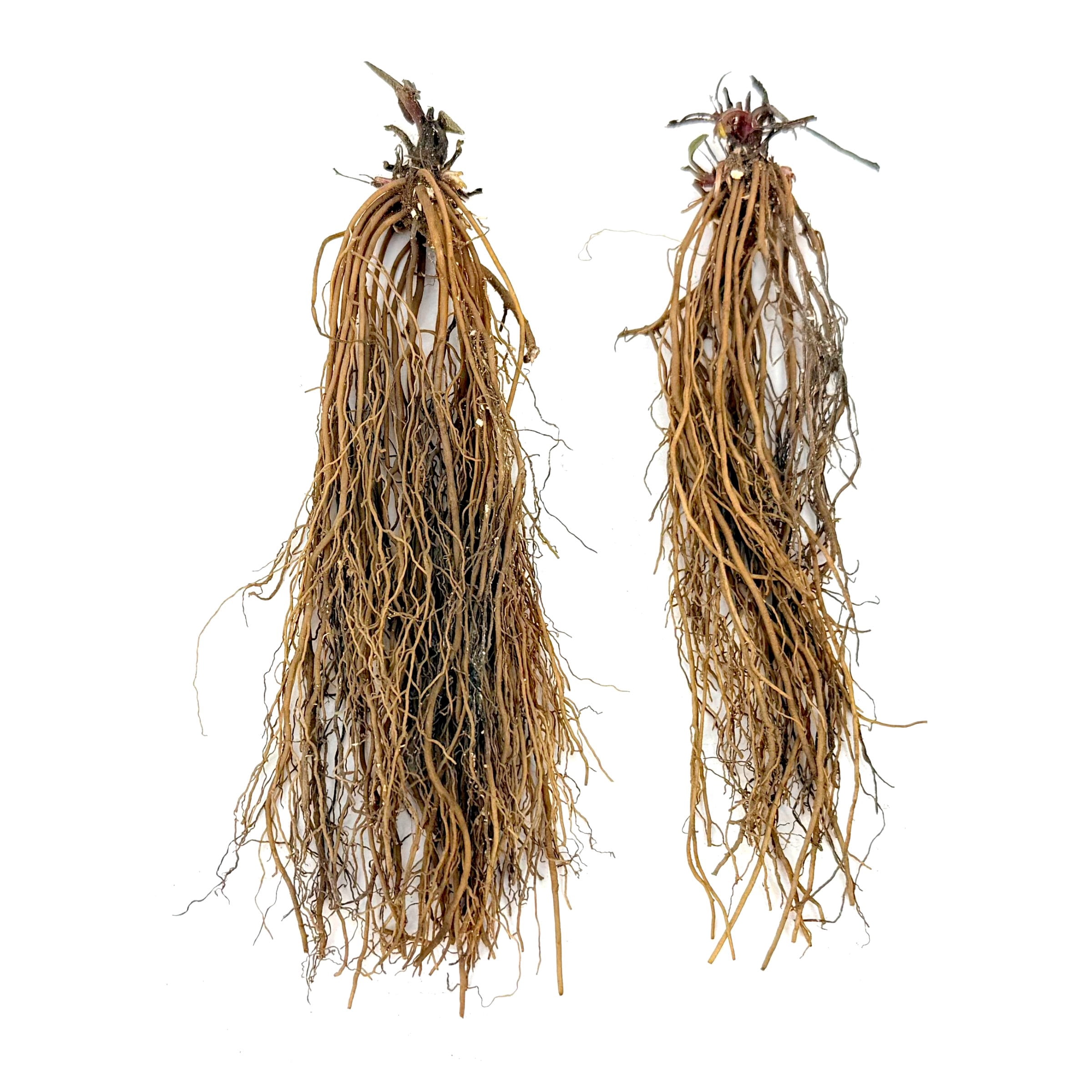 National Plant Network Bare Root Black Eyed Susan Goldsturm Perennial Plant (3-Pack)