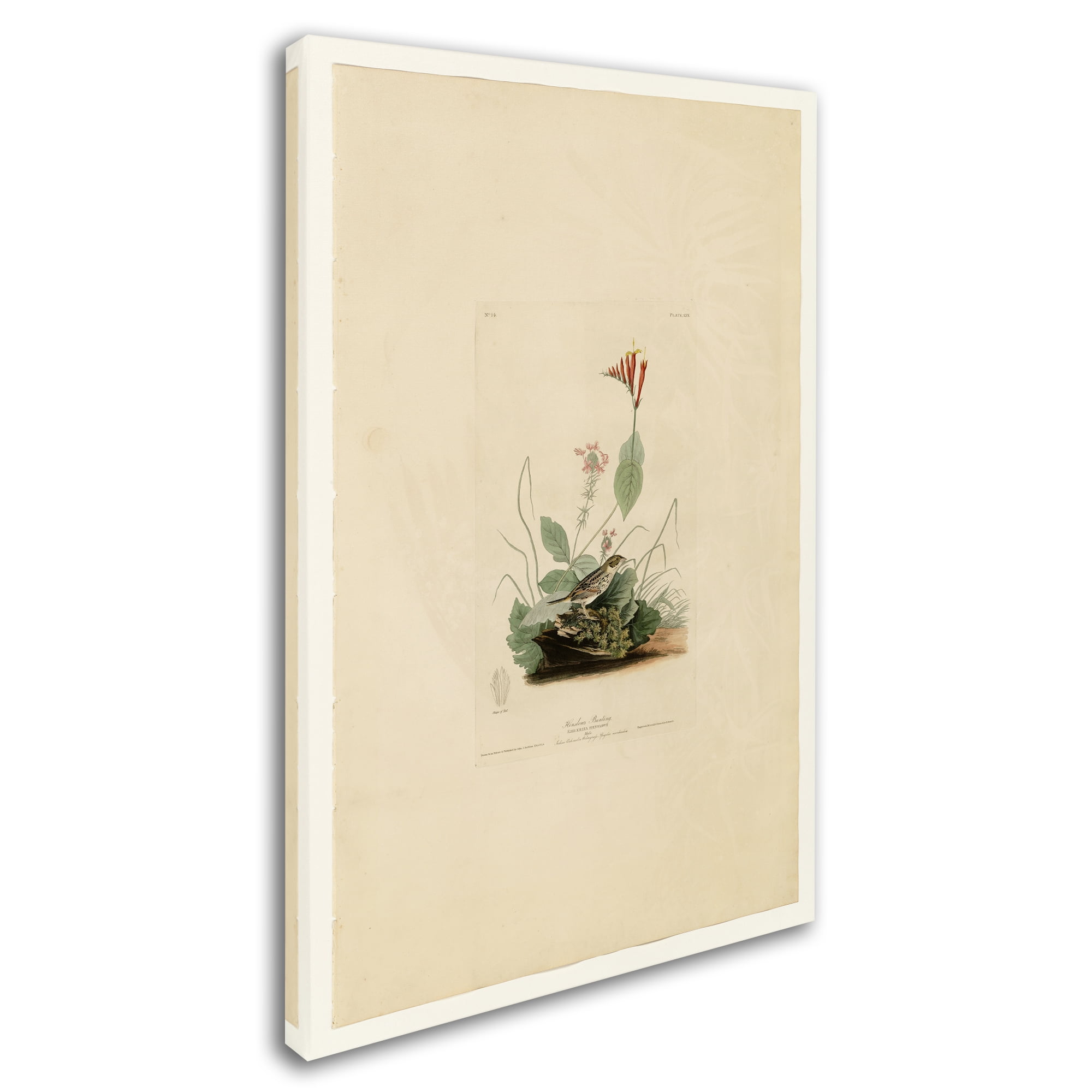 Henslows Buntingplate 70' Canvas Art by Audubon