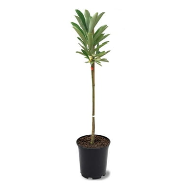12-18 in. Sweetbay Southern Magnolia in Nursery Pot