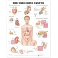thumbnail image 1 of Le Système Endocrinien, 1 of 3