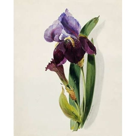 - A Flag Iris Poster Print by Thomas Holland