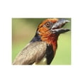 thumbnail image 2 of Williams, Joanne 18x13 White Modern Wood Framed Museum Art Print Titled - Kenya Black-collared barbet bird calling, 2 of 4