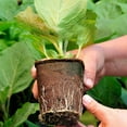 thumbnail image 3 of OUNONA Biodegradable Plant Nursery Pots for Garden Germination and Portable Paper Pulp 7.87x3.54 Inches, 3 of 8