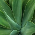 thumbnail image 2 of Head, Danny 20x20 Black Ornate Wood Framed with Double Matting Museum Art Print Titled - Tropical Macro I, 2 of 4