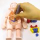 thumbnail image 4 of Bewildely Juguete humano, órgano educativo temprano, juguetes ensamblados DIY, experimento científico, enseñanza de aprendizaje para la Juguetes, 4 of 6