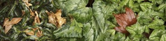 Details Of Green Le