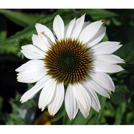Pow Wow White Coneflower Echinacea Pow Wow White Coneflower Echinacea