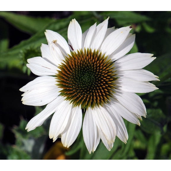 Pow Wow White Coneflower - Echinacea - Quart Pot - Live Plant