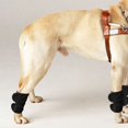 thumbnail image 1 of Manga de Recuperación ANGGREK Soporte para Articulaciones de mascotas Protector de Codo para perros, 1 of 8