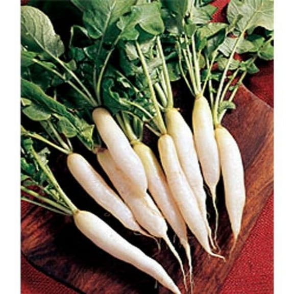 Radish White Icicle Great Heirloom Vegetable by Seed Kingdom Bulk 12,000 Seeds